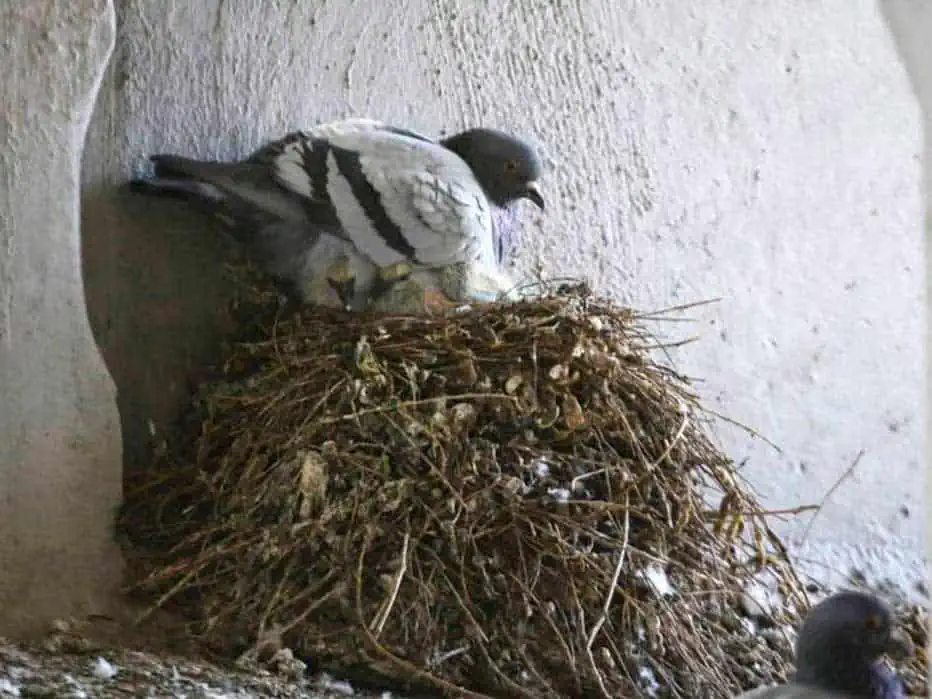 Control y reubicación de aves en CDMX, Querétaro y Estado de México