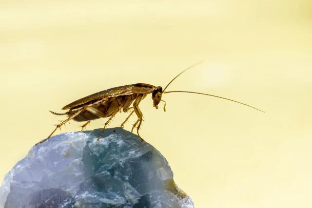 cucaracha